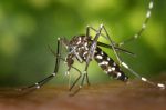 Aedes albopictus beim Stechen