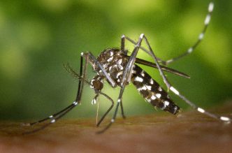 Aedes-albopictus-1